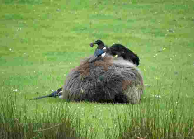 Elster und Schaf