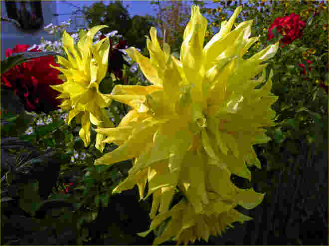 Dahlien...