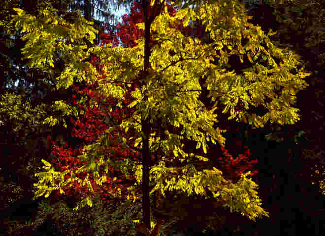 Durchlicht