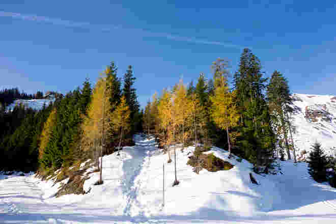 Allee