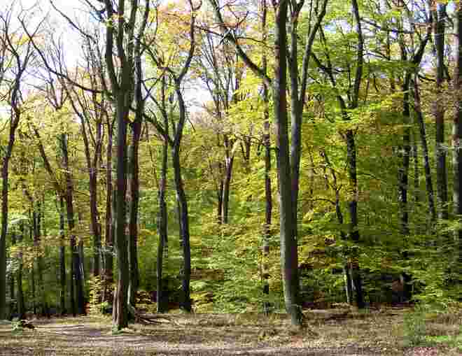 Herbstlicher Wienerwald