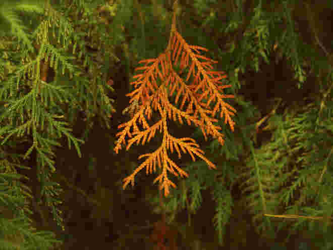 Detail