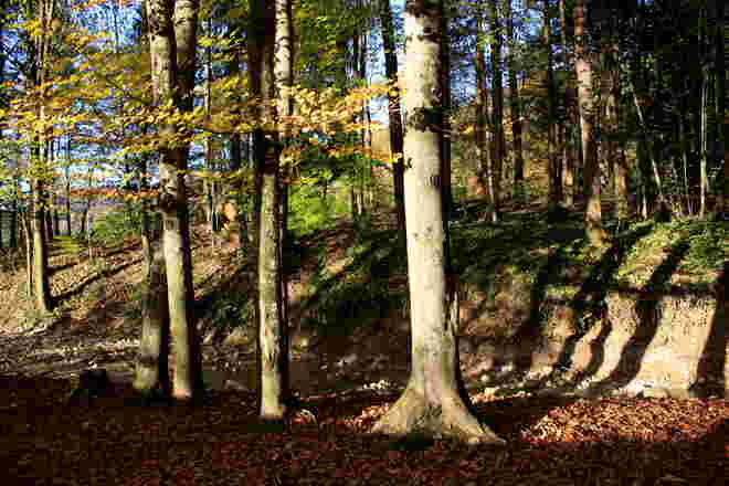 Herbstschatten