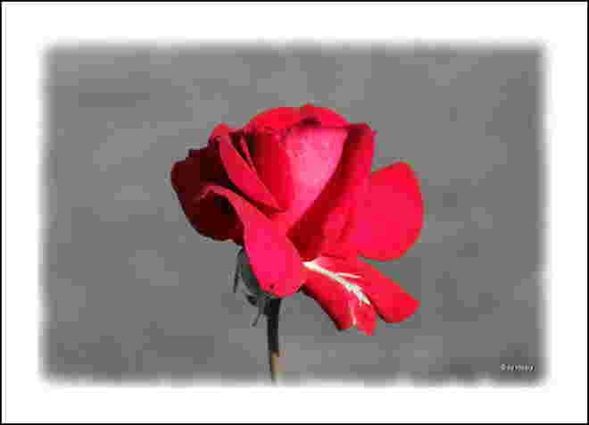 Eine Rose des Trostes all jenen, die um liebe Menschen trauern