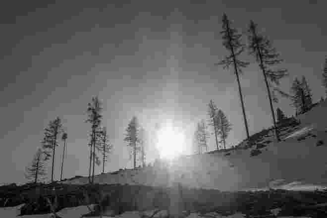 Lärchen in der Morgensonne