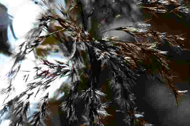 Schilf im Wind