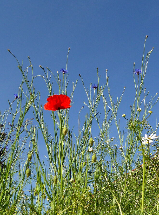Mohnblumenzeit