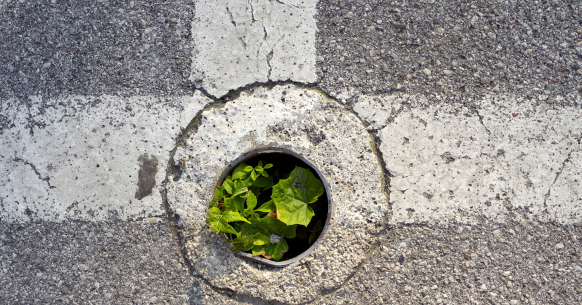 Grün ist die Farbe der Hoffnung ; ) FOTOBLOG SN.at Grün ist die Farbe der Hoffnung ; ) FOTOBLOG SN.at