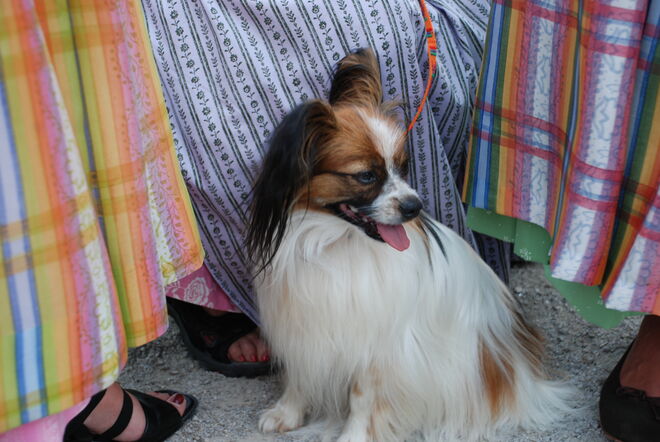 Zwischen den Trachtenkitteln....