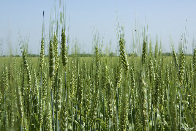 Im Reich der Körner....