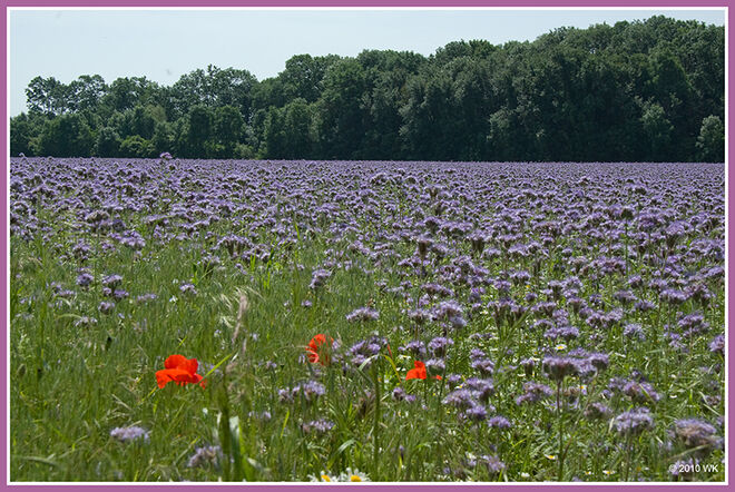 Violett mit roten Tupfen