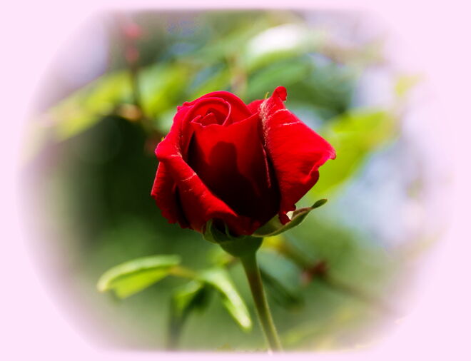 Rosengruß am Sonntag