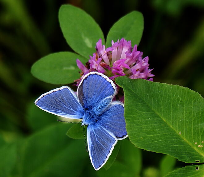 Der Bläuling macht seinem Namen alle Ehre