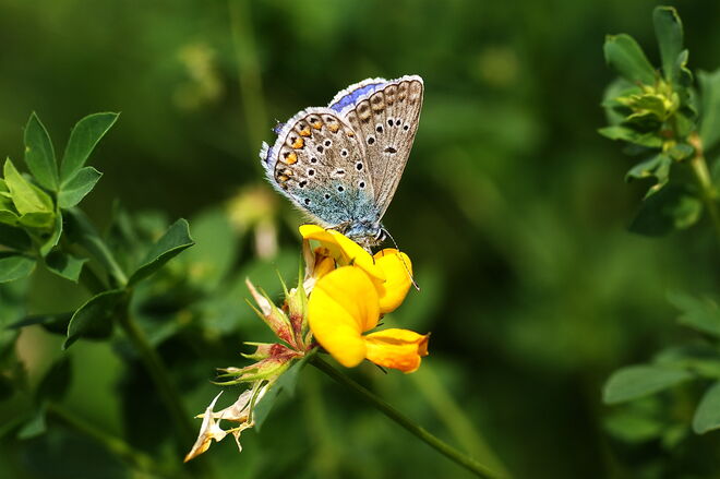 Bläuling mit geschlossenen Flügeln