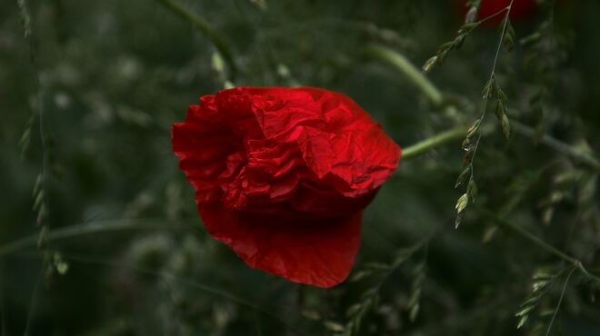 Mohnknospe nach dem Regen