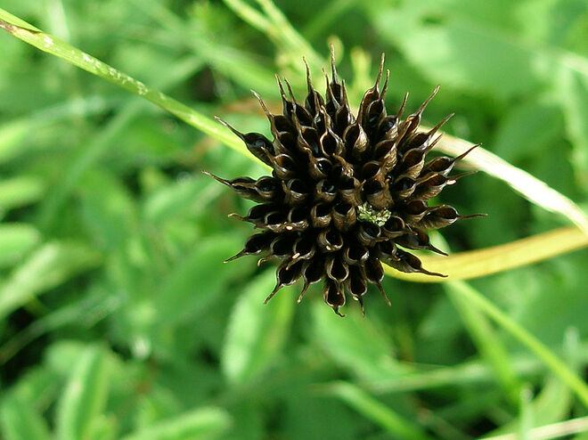 Samenstand der Trollblume 2