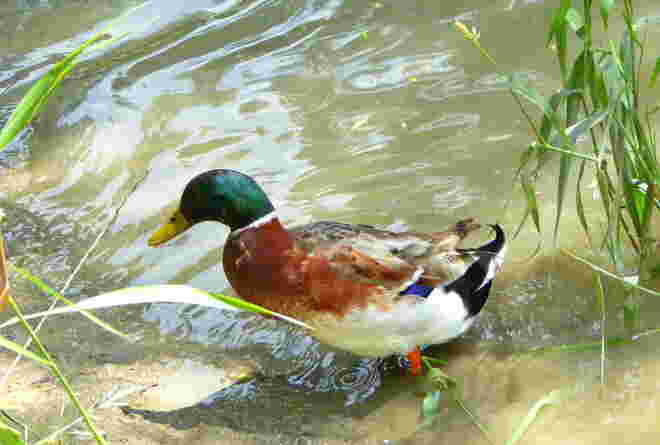 die Wildente