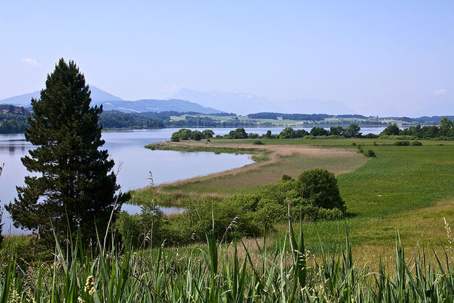 Blick auf den Wallersee