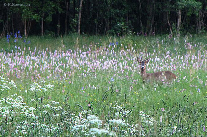 Begegnung am Moorweg