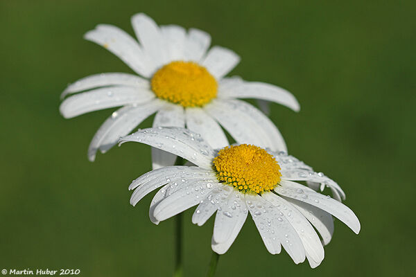 Annäherung an die Margerite 2/3