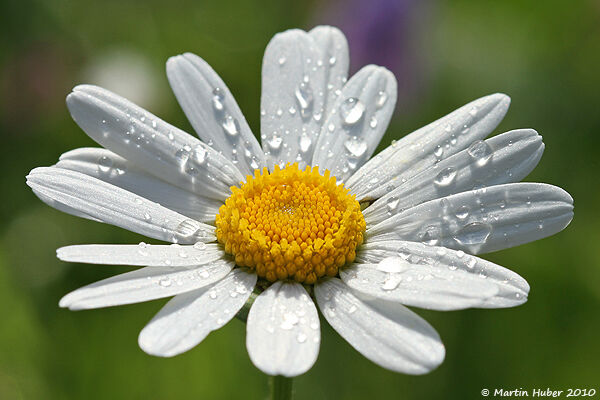 Annäherung an die Margerite 3/3