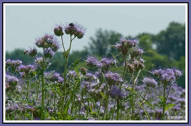 Im Reich der Blüten