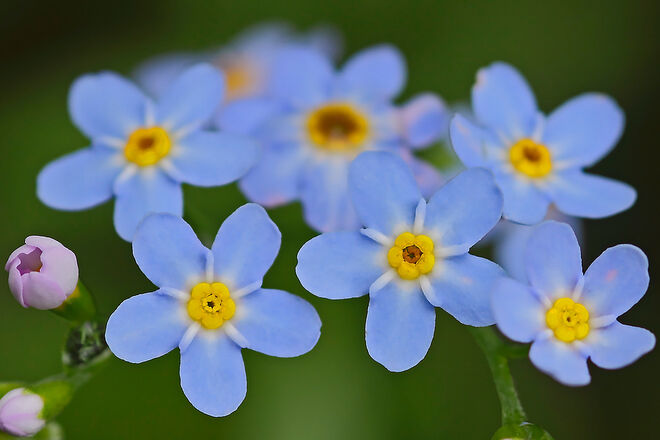 Sumpf-Vergißmeinicht