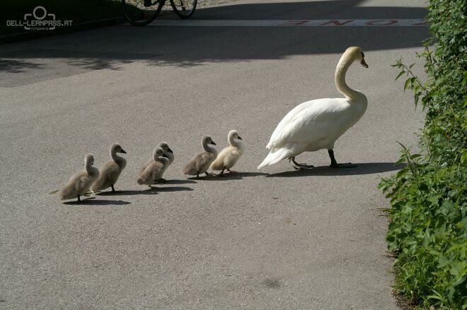 Ausflug einer Schwanfamilie