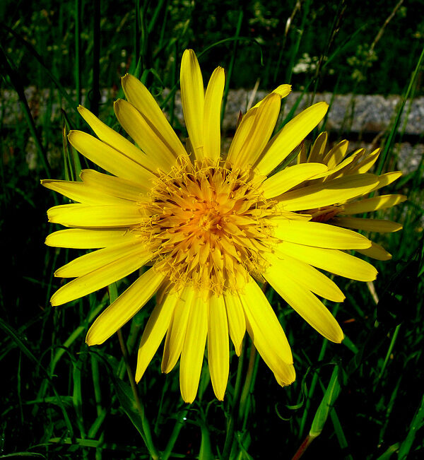 Der schöne Verwandte ...