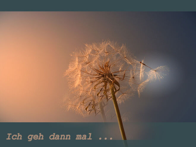 Arnika abgeblüht ...