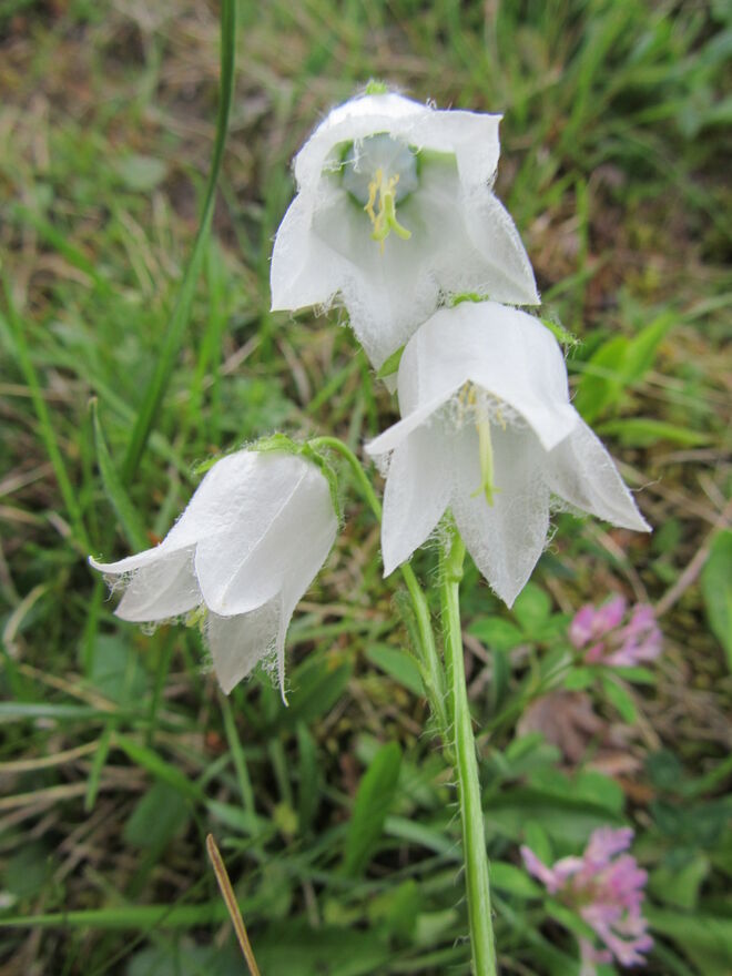 Bärtige Glockenblume in Weiß