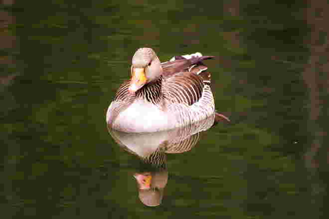Stimmungsbild mit Ente