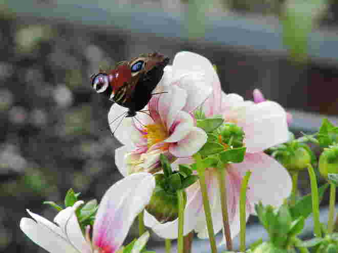 In Oma´s Garten