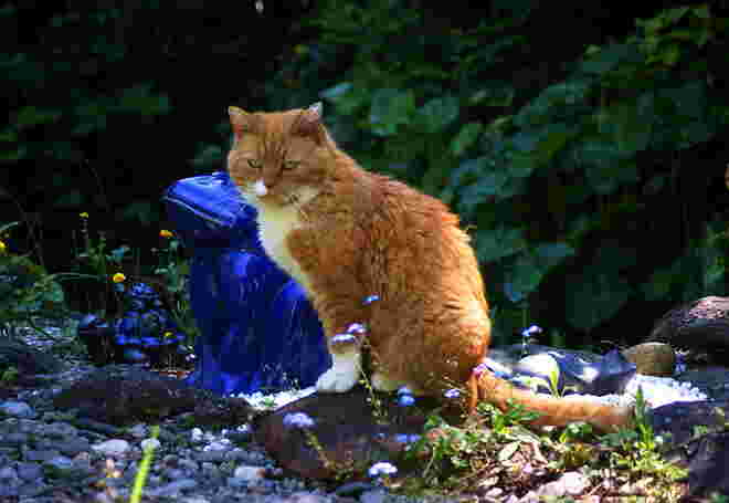 Unsere Besuchskatze "Garfield" posiert im Garten