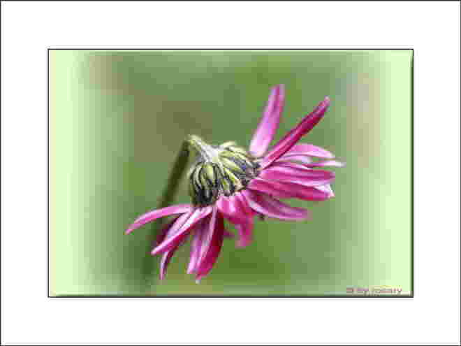 Ein kleines Blumen"bild"