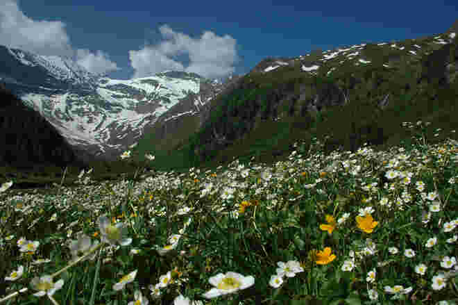Hahnenfuß im Überfluss