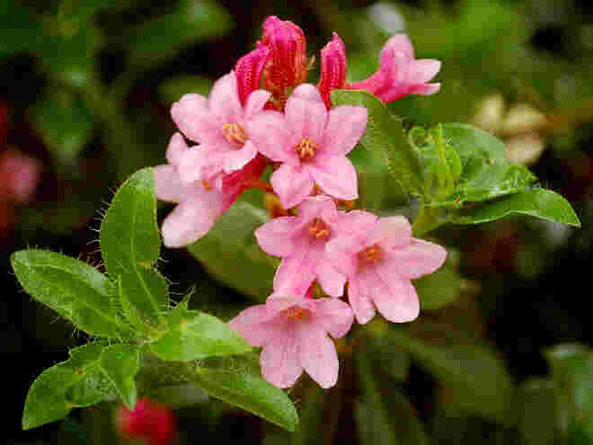 Almrausch