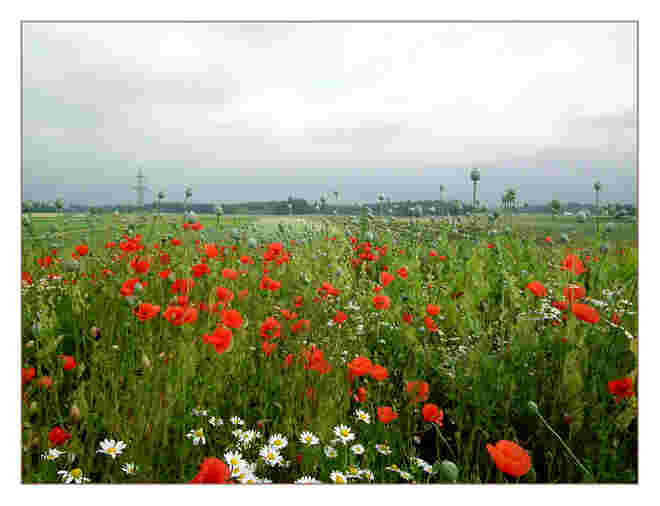 Mohn