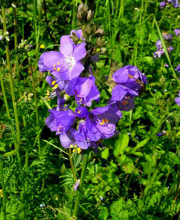 Schöne Blüte, schöner Name ...
