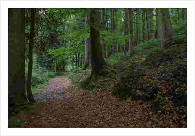 Durch den Wald ...