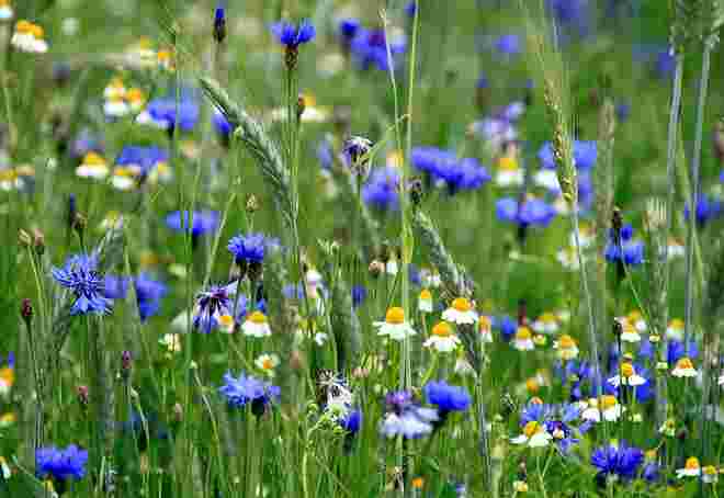Kornblumen