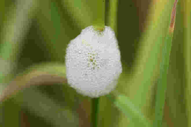 Schaumschlägerin
