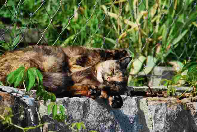 Eine Katze müßte man sein
