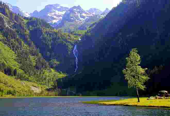 Die Birke vom Bodensee