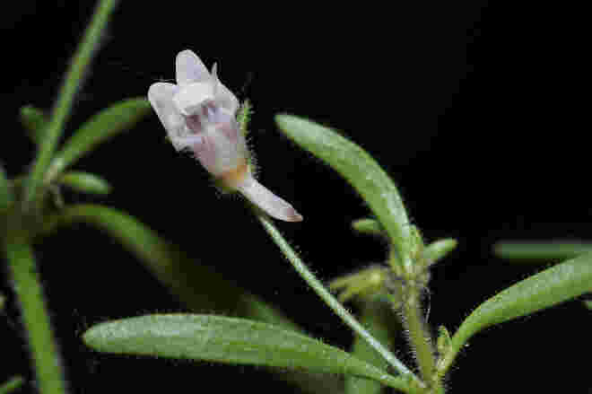 Chaenorrhinum minus...