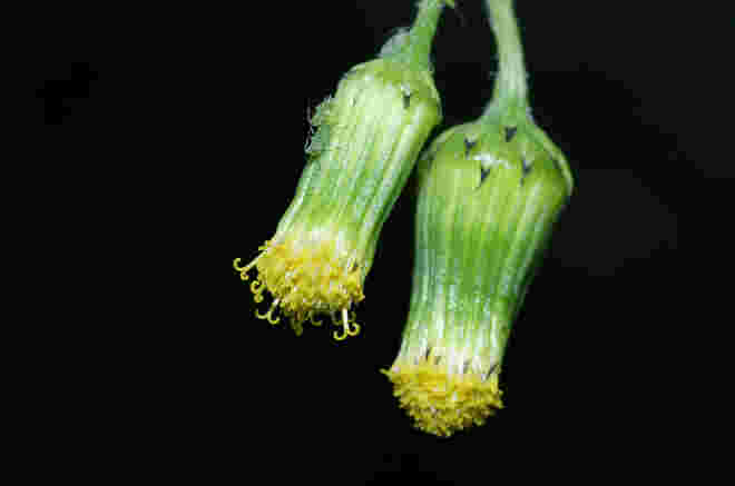 Gemeines Greiskraut