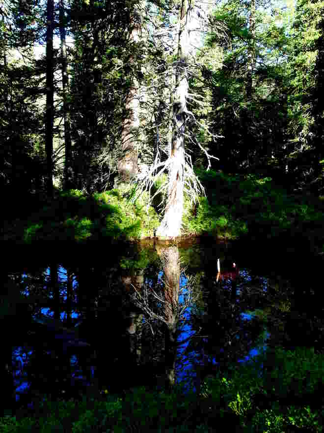 "Baum-Tod" im Visier des Morgenlichts und Spiegel des Waldtümpelsdtümpels vom Morgenlicht