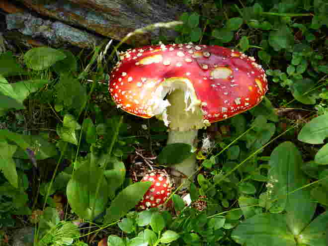 Zwei Männlein stehn im Walde