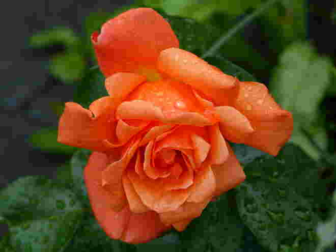 Regentropfen auf Rose