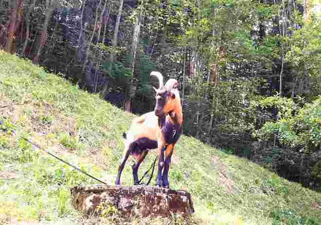 Ziegenbock am Wegesrand
